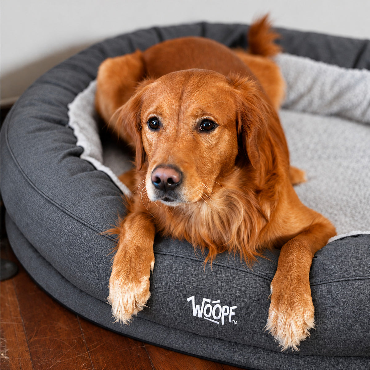 Grey | NÄP Orthopedic Bed: Golden retriever lying in the Grey bed with a paw over the wall