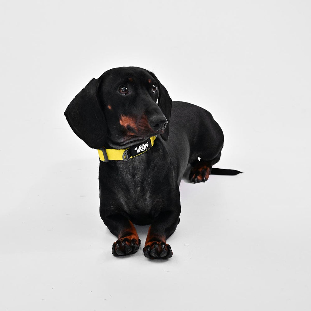 Sealskin Collar, Yellow