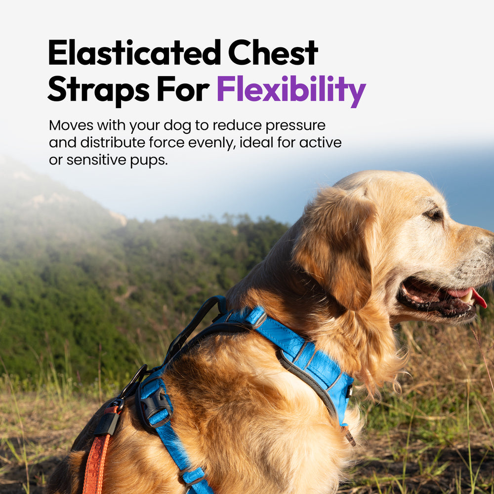 Explorer Harness, Blue