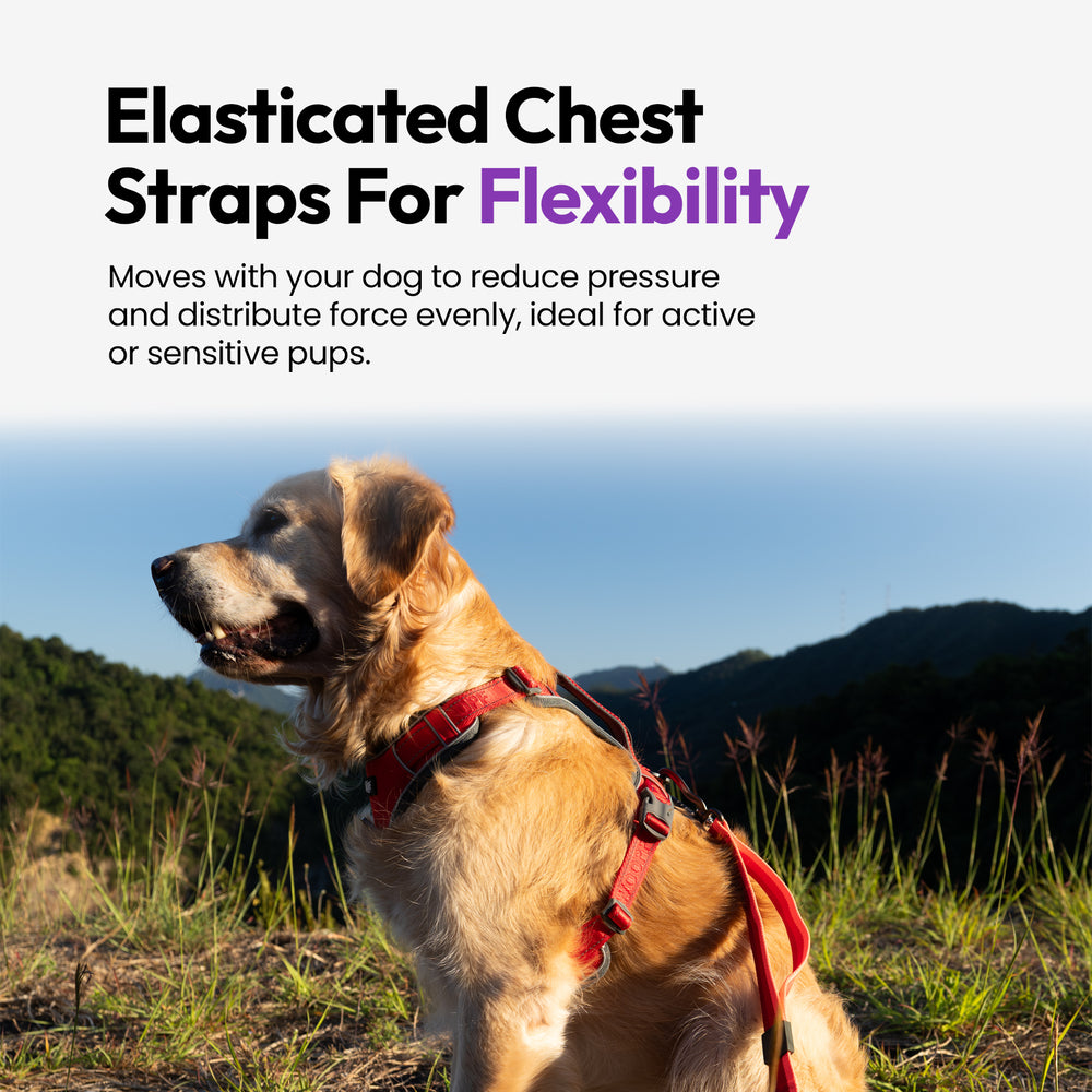 Explorer Harness, Red
