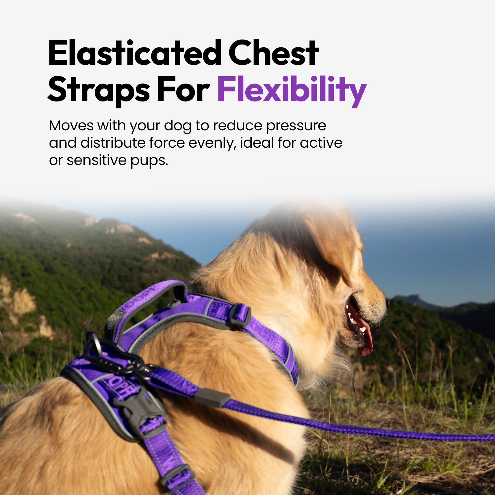 Entdecker Geschirr ohne Ziehen