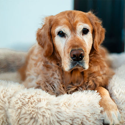 Fluffy Shag Calming Round Bed (Cream)