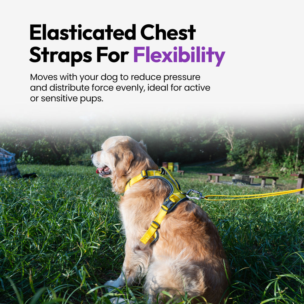 Explorer Harness, Yellow