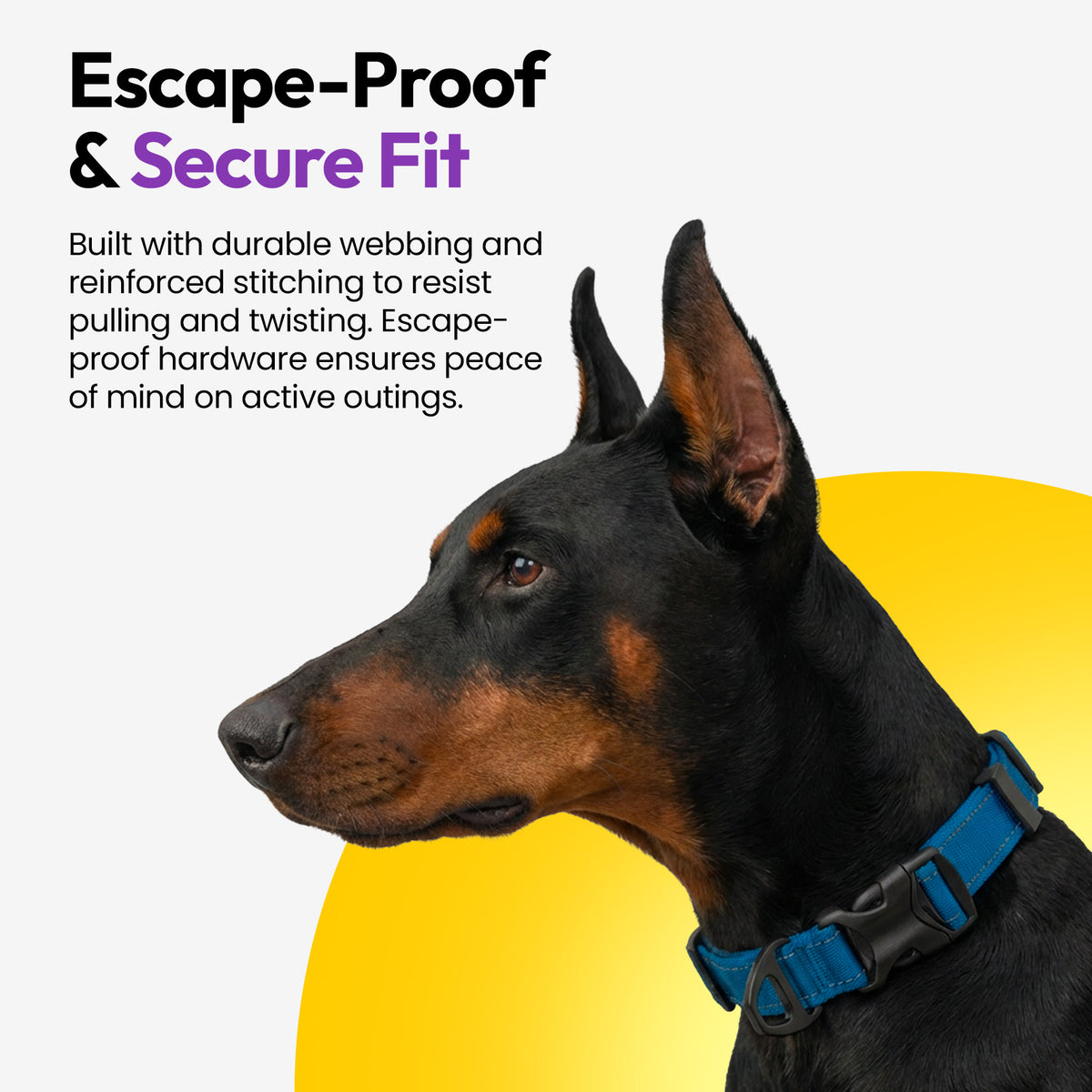 Blue | Explorer Collar: German shepherd wearing the Blue collar, on a card headed Escape-Proof & Secure Fit