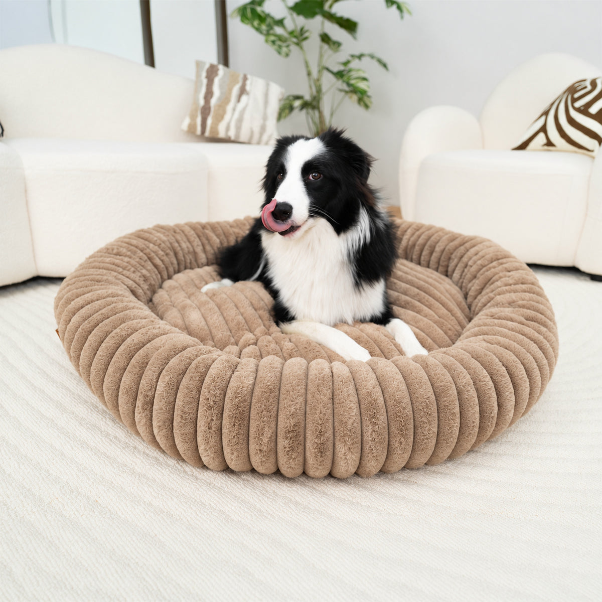 Brown | Furry Corduroy Round Bed: Border collie lying in the Brown bed in a living room