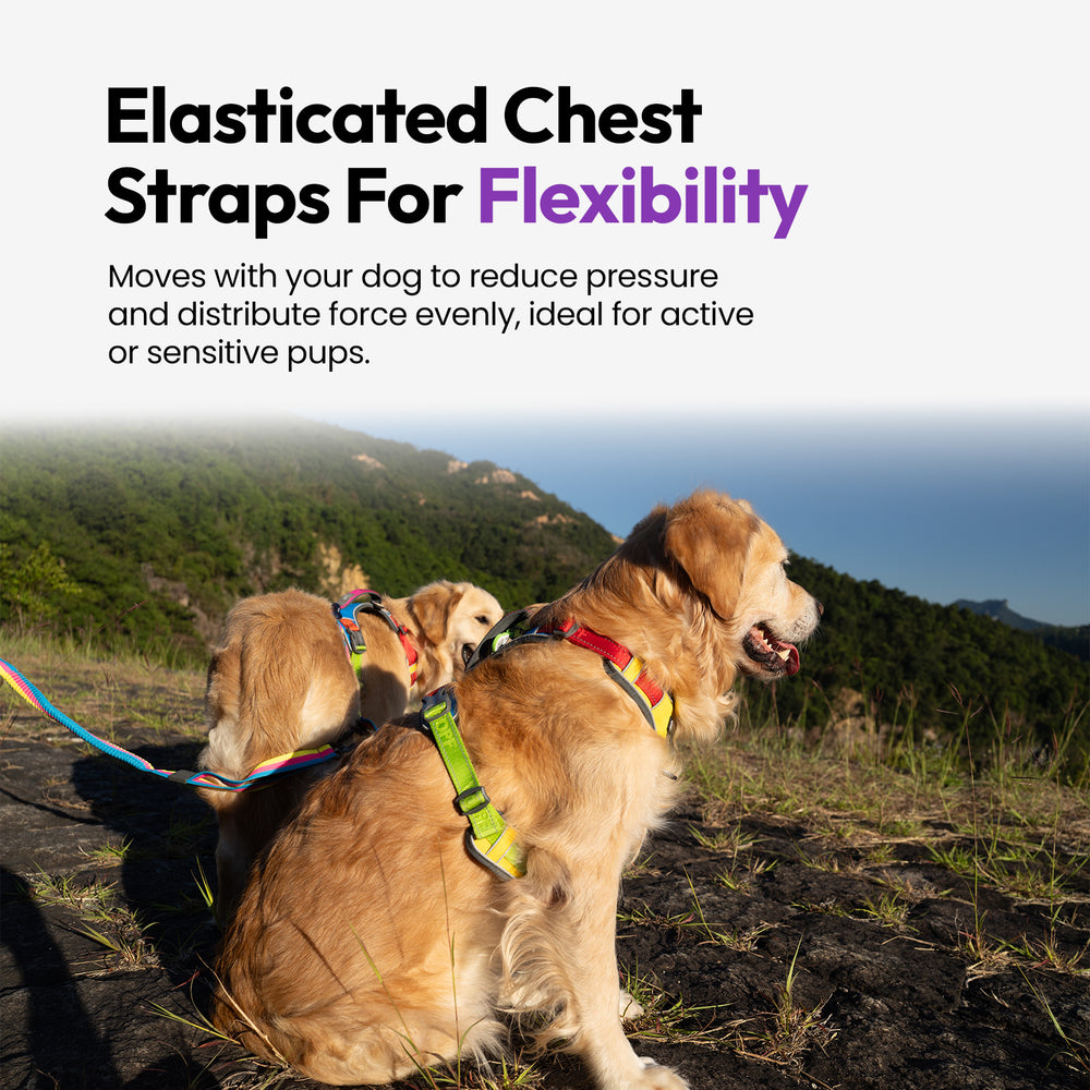 Explorer Harness, Rainbow
