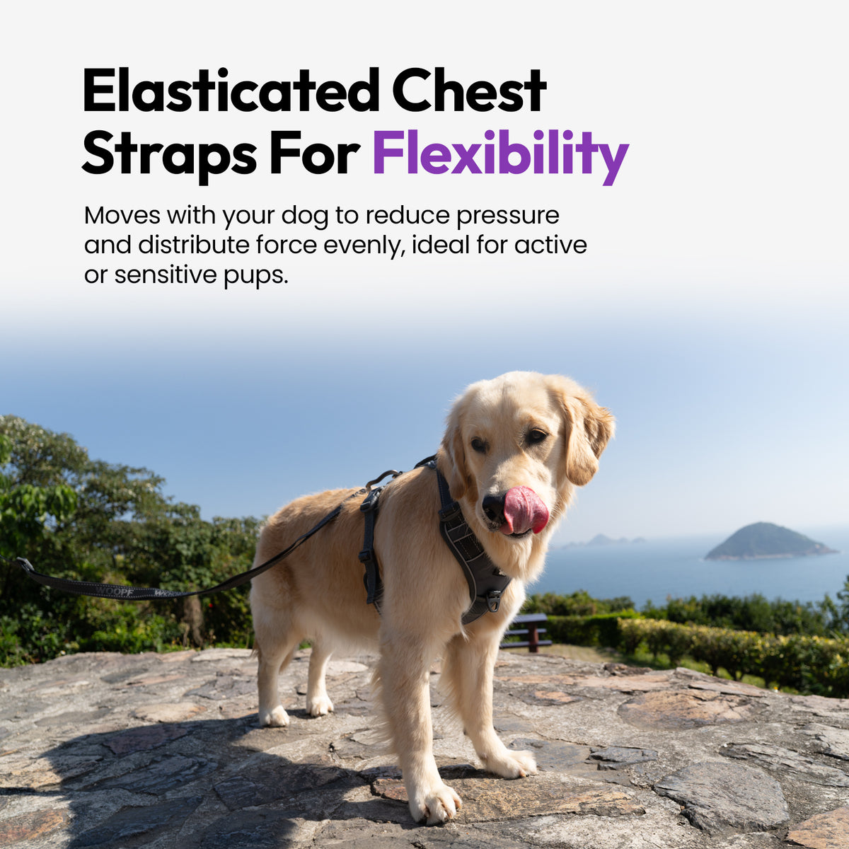 Made for everyday dogs and epic lives