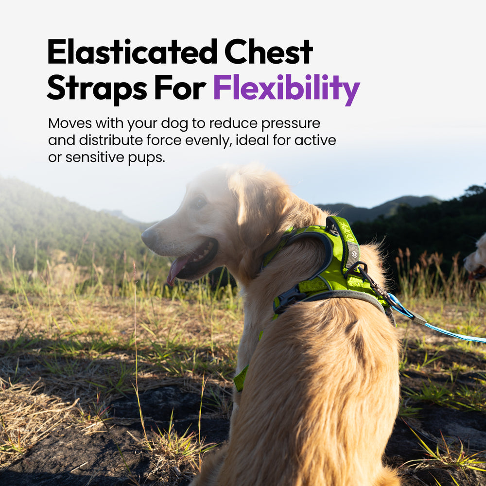 Explorer Harness, Green