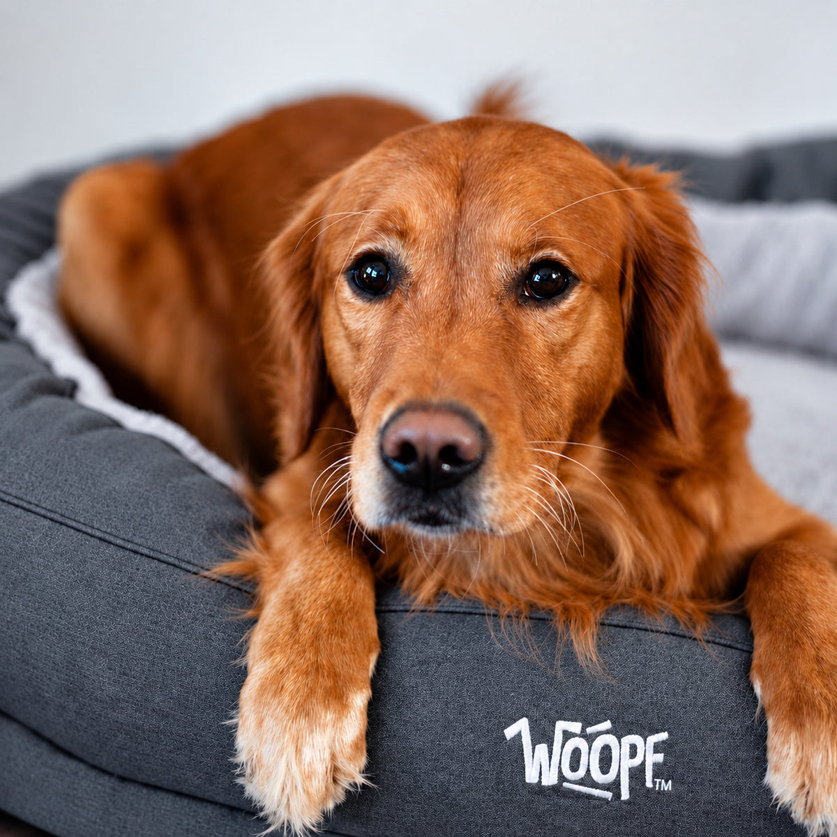 Grey | NÄP Orthopedic Bed: Golden retriever lying in the Grey bed with both paws over the wall