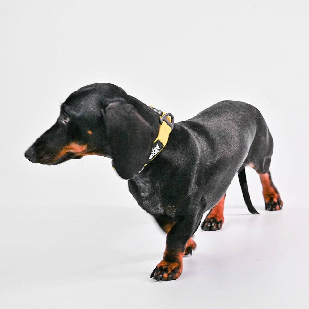Sealskin Collar, Yellow