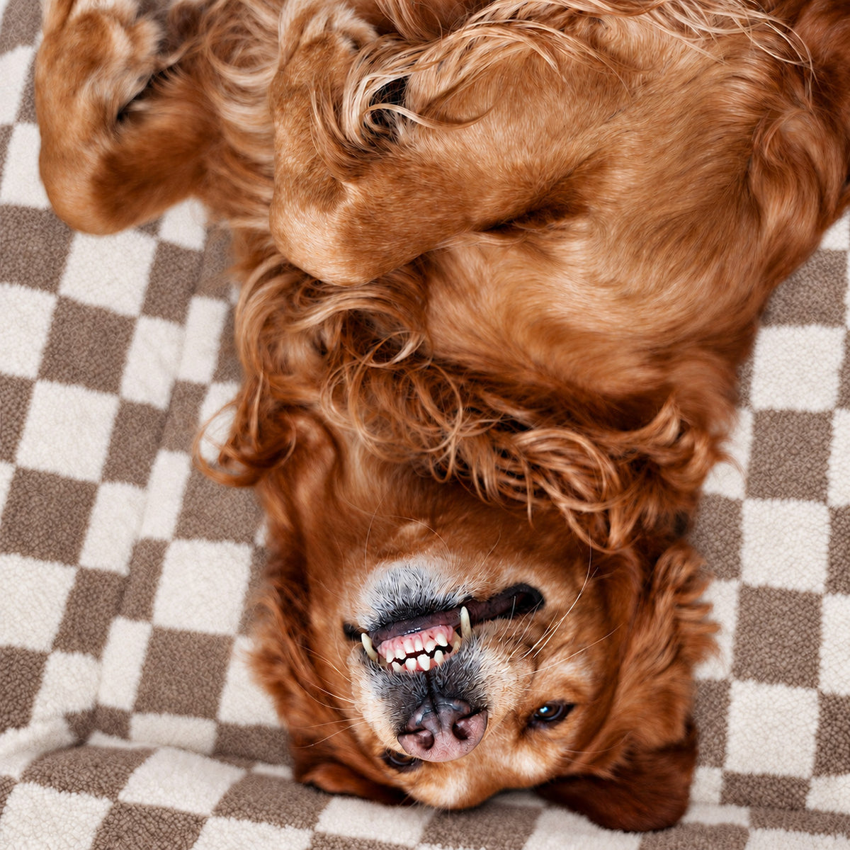 Brown | SNÜZ Bed Slip-On Cover Fleece: Golden retriever on the Brown cover, headed Perfect Fit For Woopf Orthopedic Range
