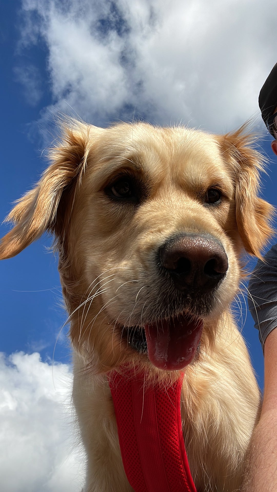 A golden retriever looking down at the camera against a blue sky