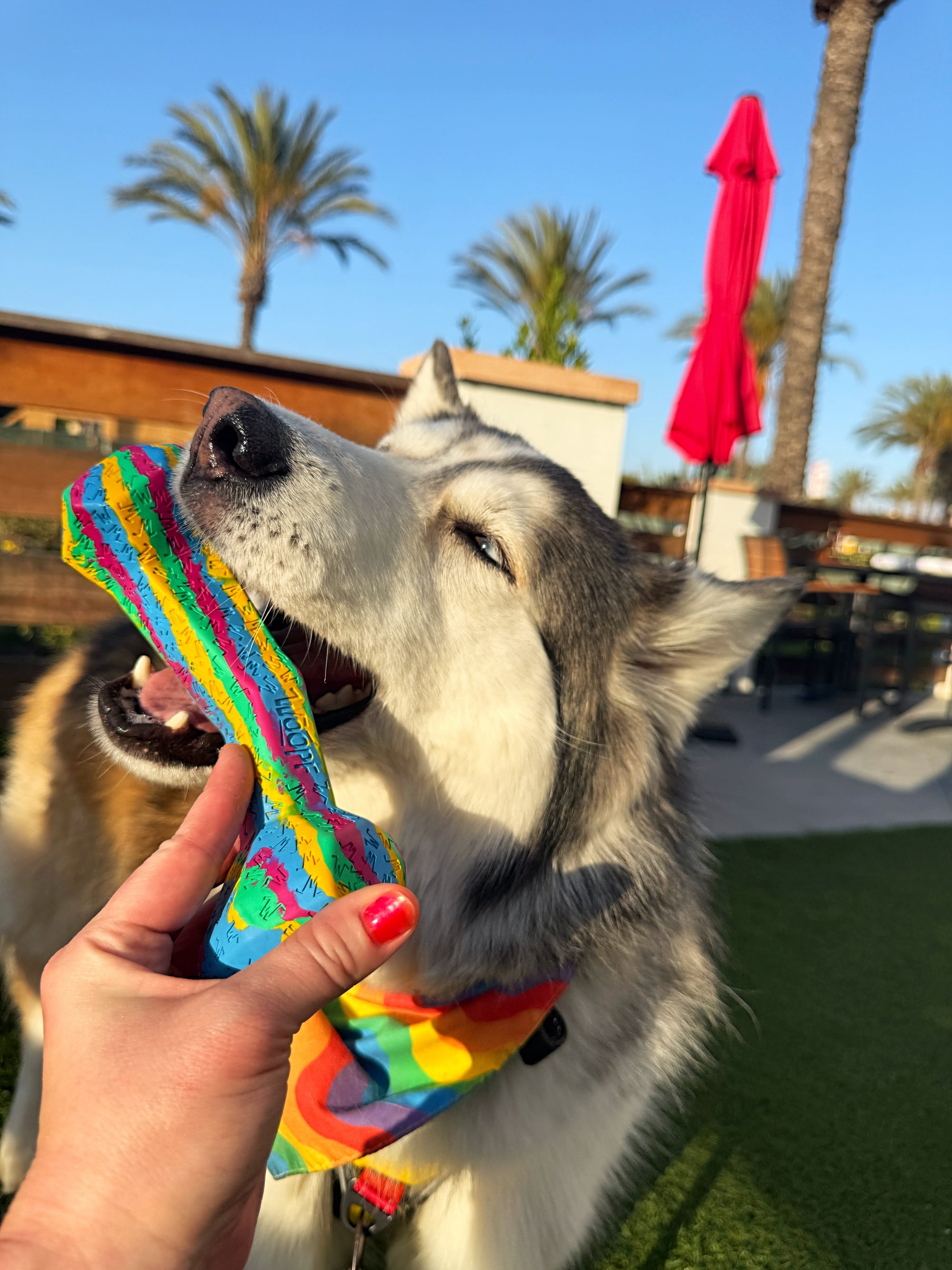 RainBone Dog Chew Toy - Celebrating Pride & The LGBTQ+ Community 🌈
