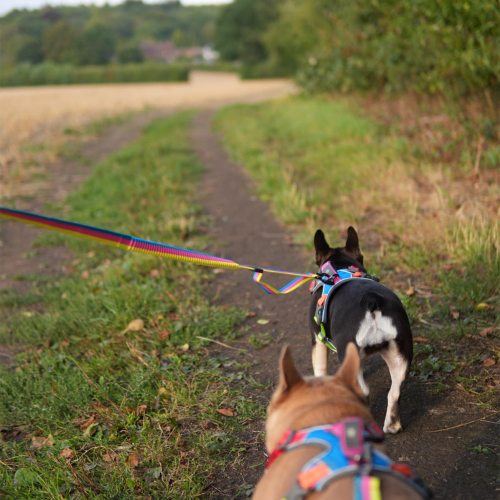 Explorer Harness, Rainbow