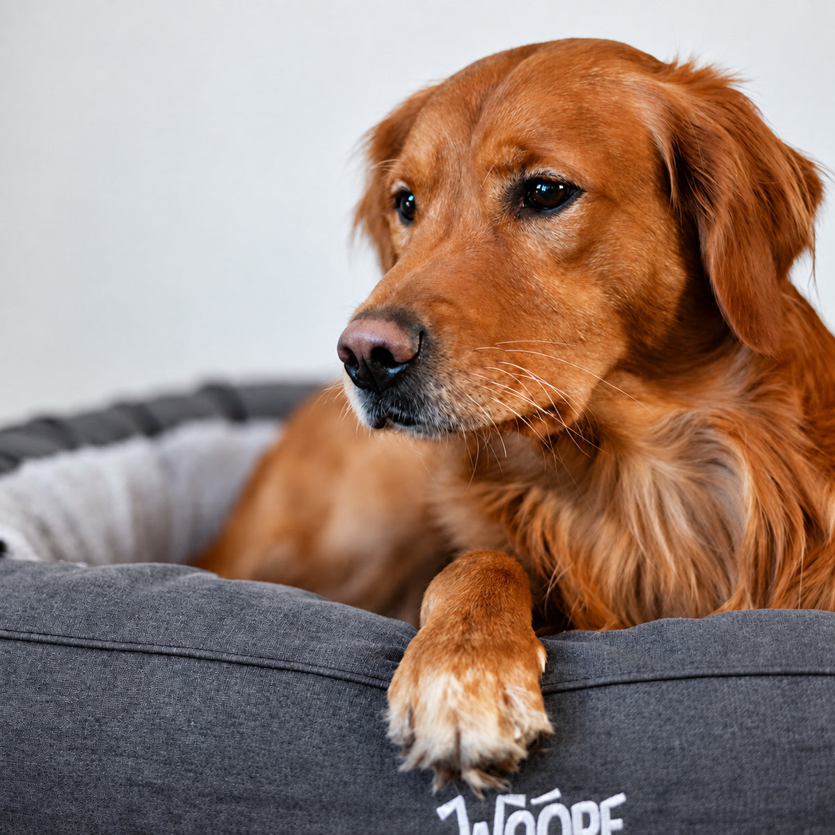Grey | NÄP Orthopedic Bed: Golden retriever sitting in the Grey bed, looking up