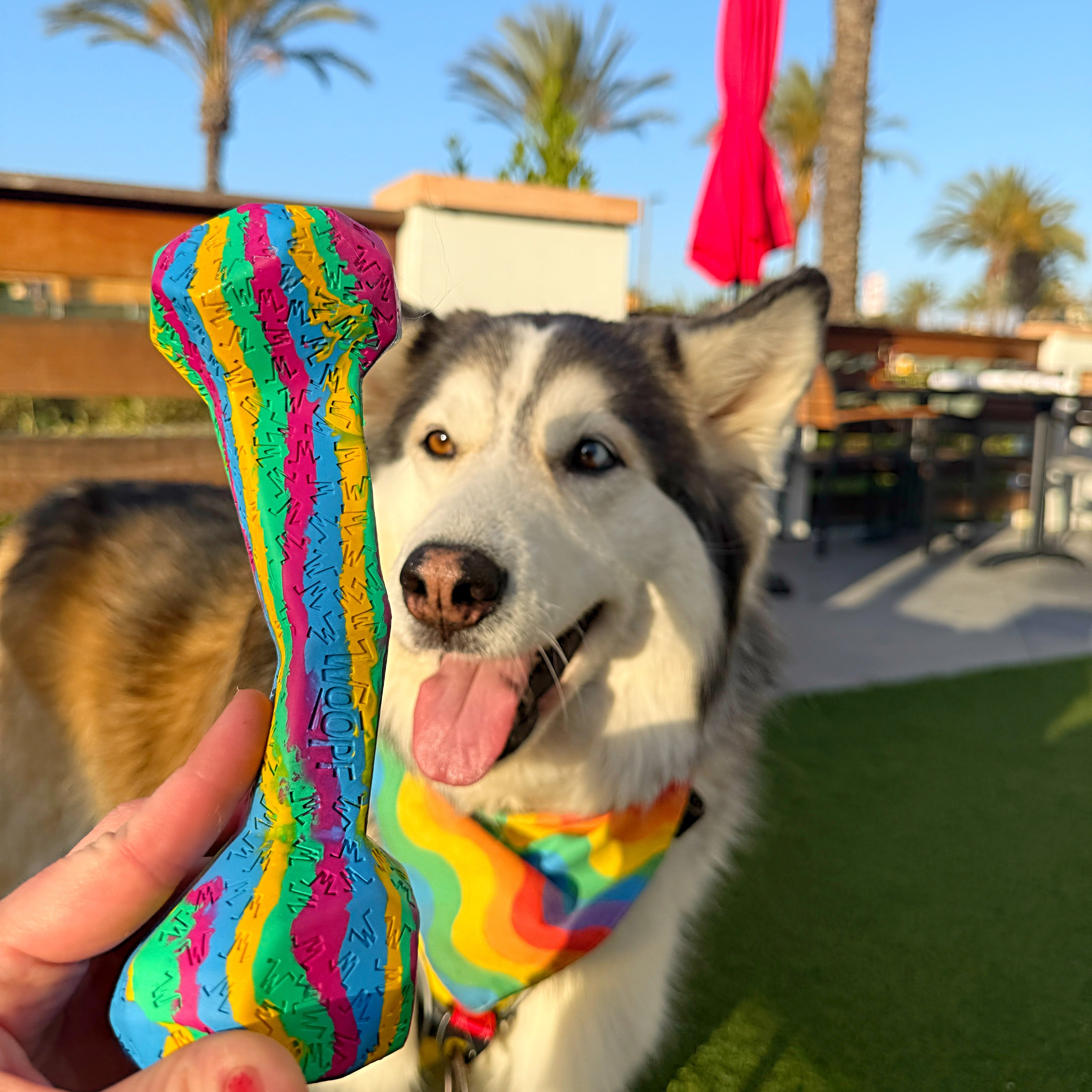 Large dog enrichment toys designed by a veterinarian. The RAINBONE!