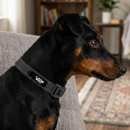 Explorer Collar