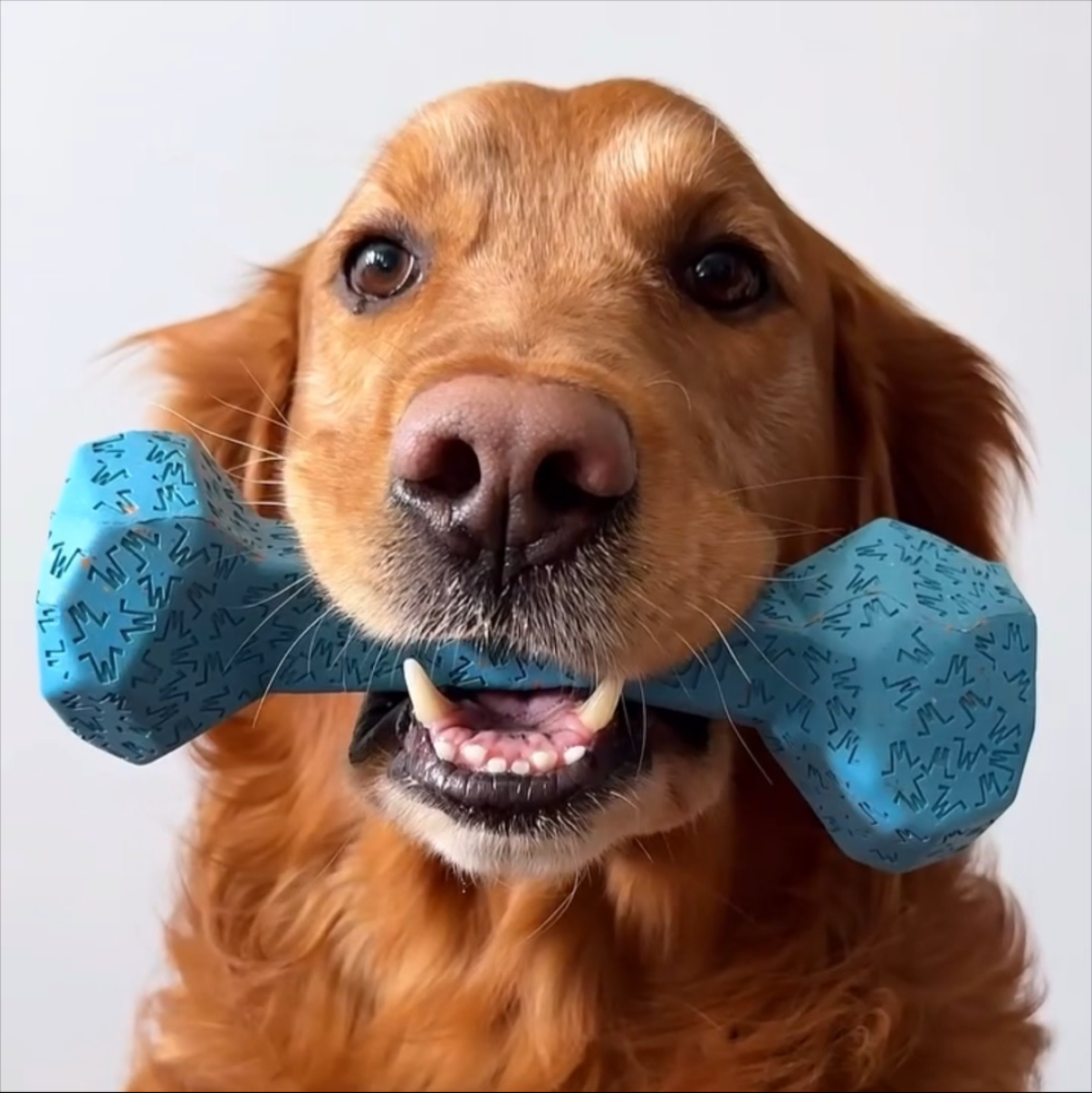 Dog holding two blue dumbbells in its mouth against a white background