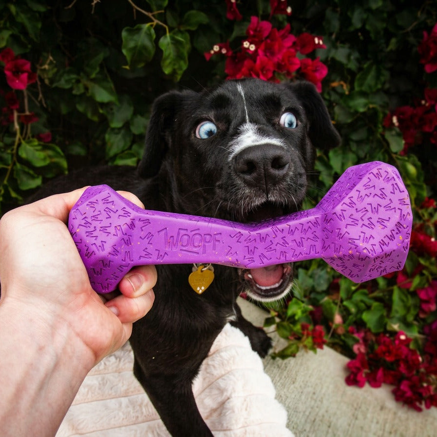 Loved by Dogs & Dog People