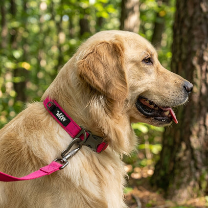 Explorer Collar