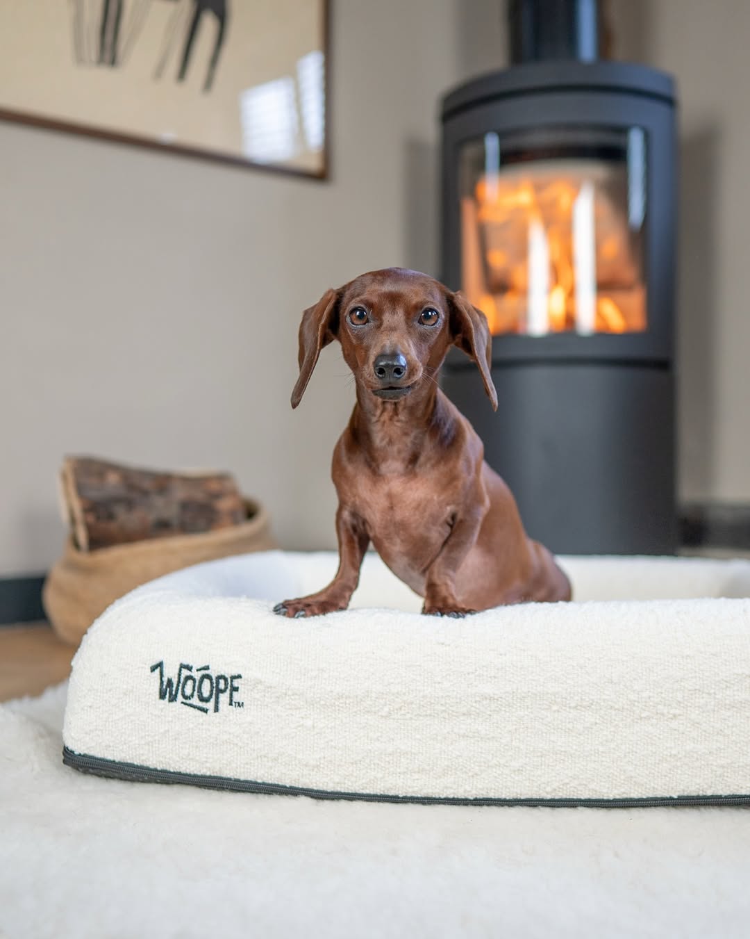 A dog on WOOPF™ gear, shared by the #woopffordogs community