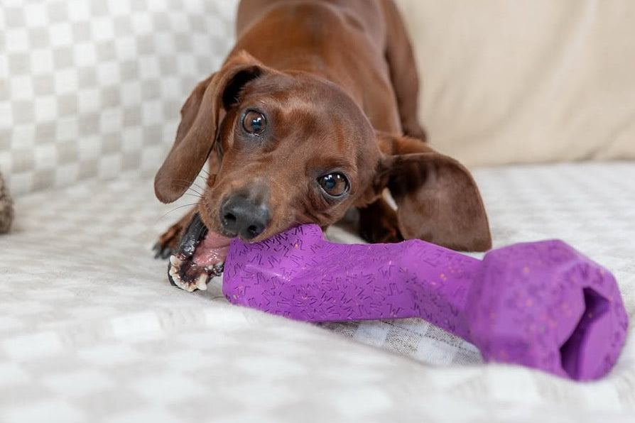 Dog playing with a purple bone-shaped toy on a white bed.