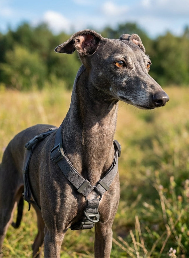 Dog standing in a field with a harness on, surrounded by tall grass and trees.