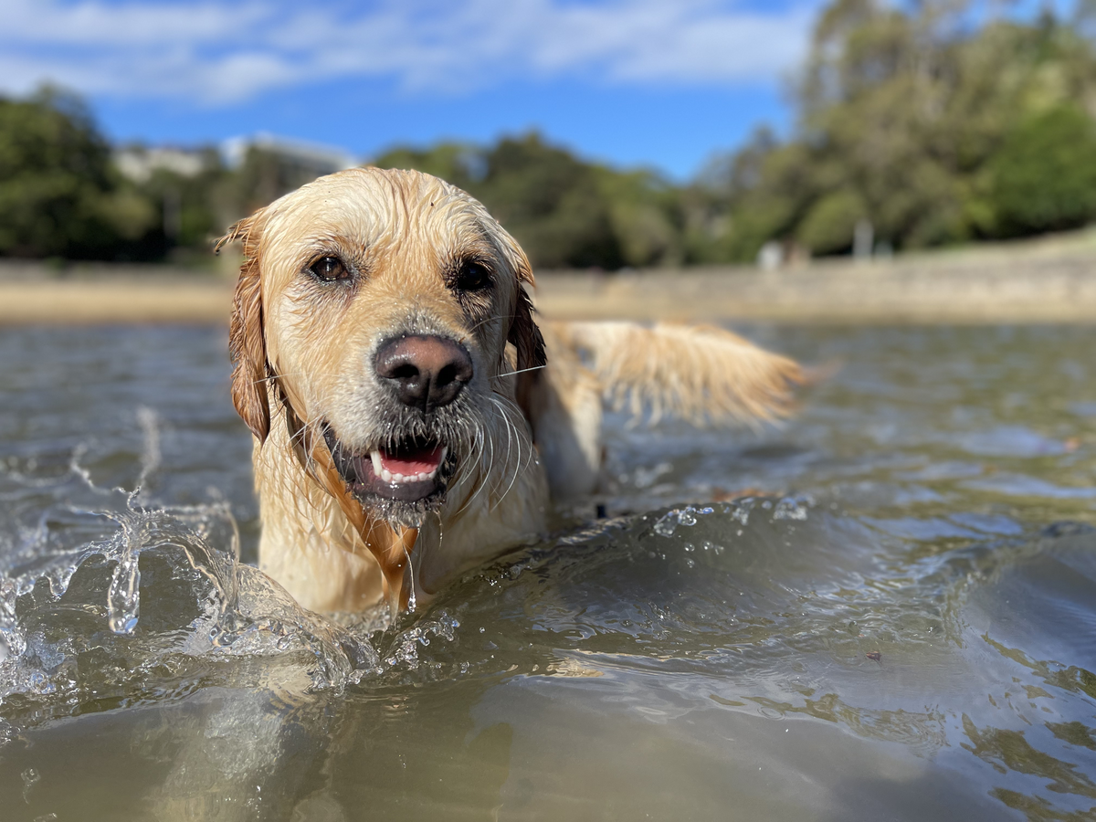 A golden retriever swimming with her head above the water