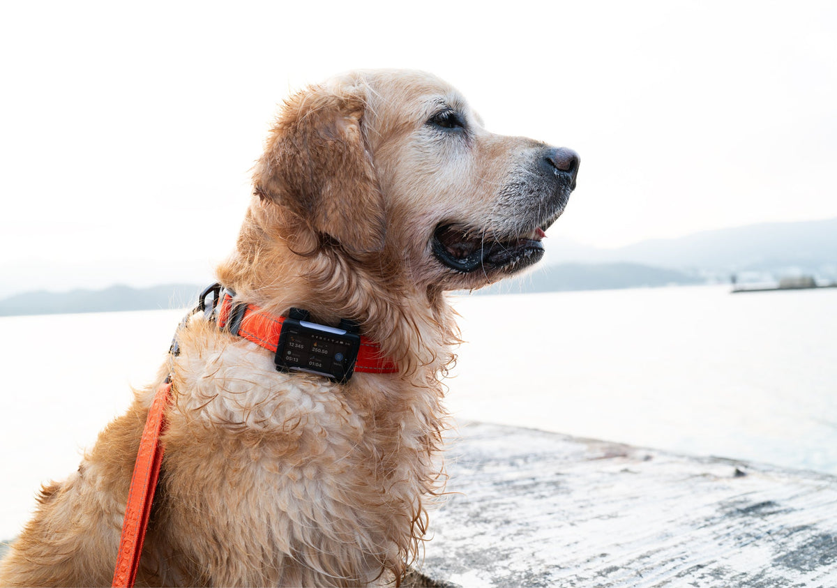 Dog Safety, ID & Tracking