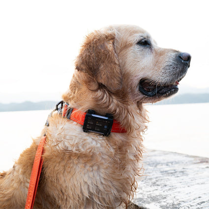 Smart GPS & Health Tracker