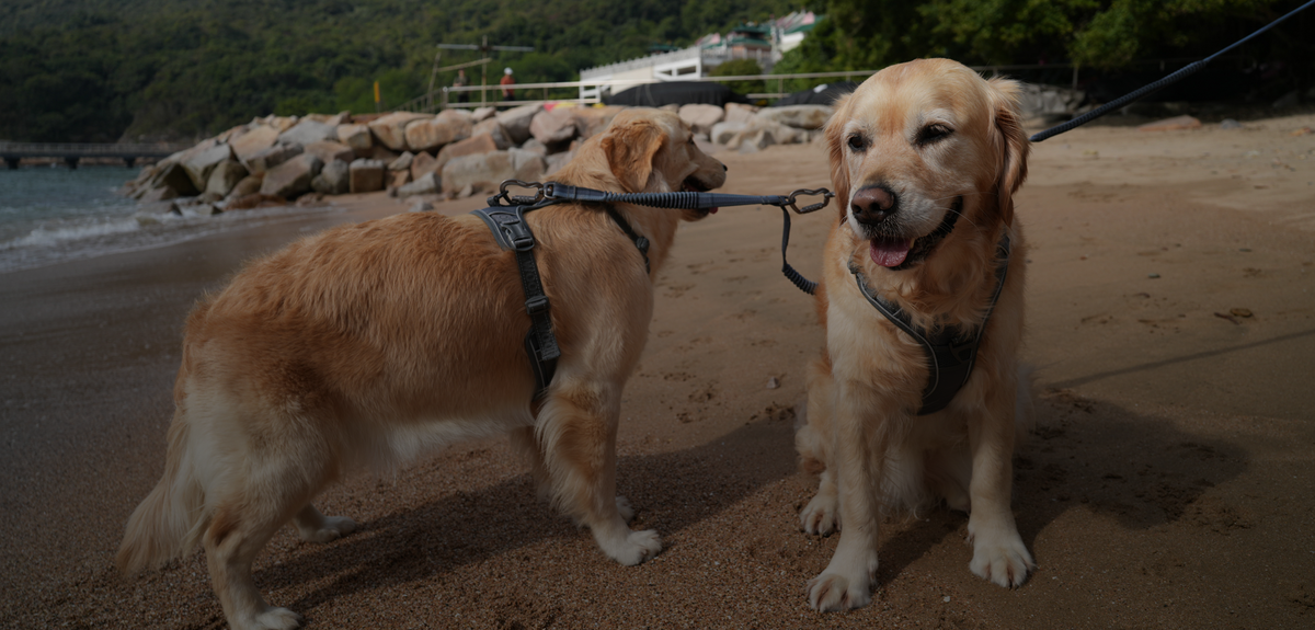Bridie and Kiko, two golden retrievers, walking on a beach on WOOPF™ leads