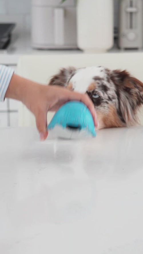 All | Chewster Turtleshell: Video of a hand filling the Turtleshell and an Australian shepherd playing with it