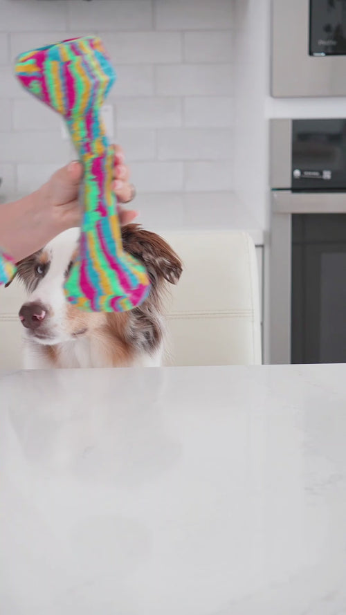 Rainbow | Chewster Blocky Bone: Video of a hand filling the Rainbow bone for an Australian shepherd