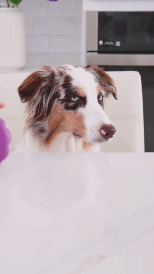 All | Chewster Donut: Video of the Black and Purple rings filled and given to an Australian shepherd