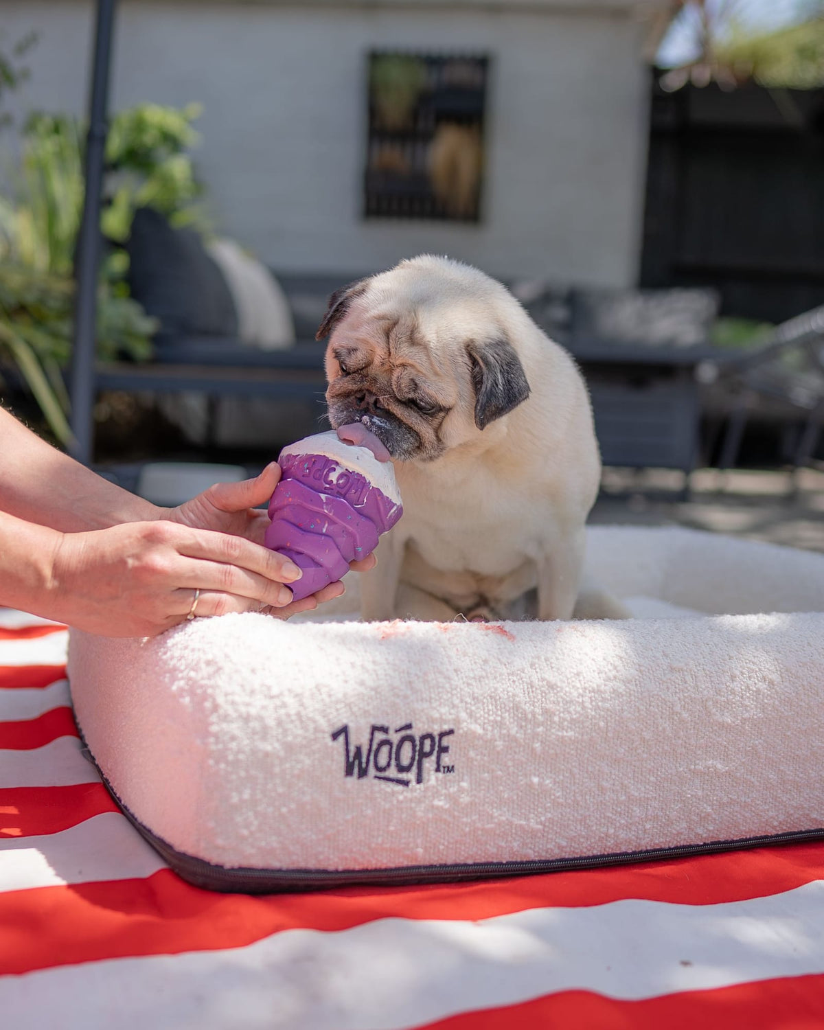 A pug licking a purple chew toy on a white WOOPF bed