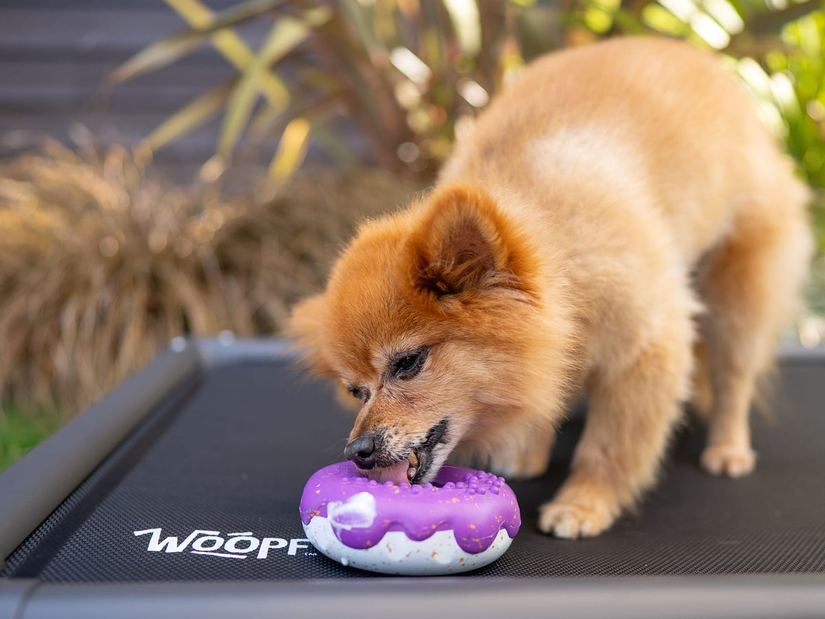 A Pomeranian chewing a purple Chewster Donut on a WOOPF raised dog bed