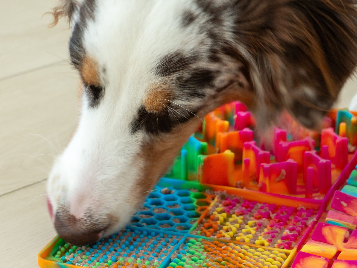 An Australian Shepherd licking food from a rainbow lick mat