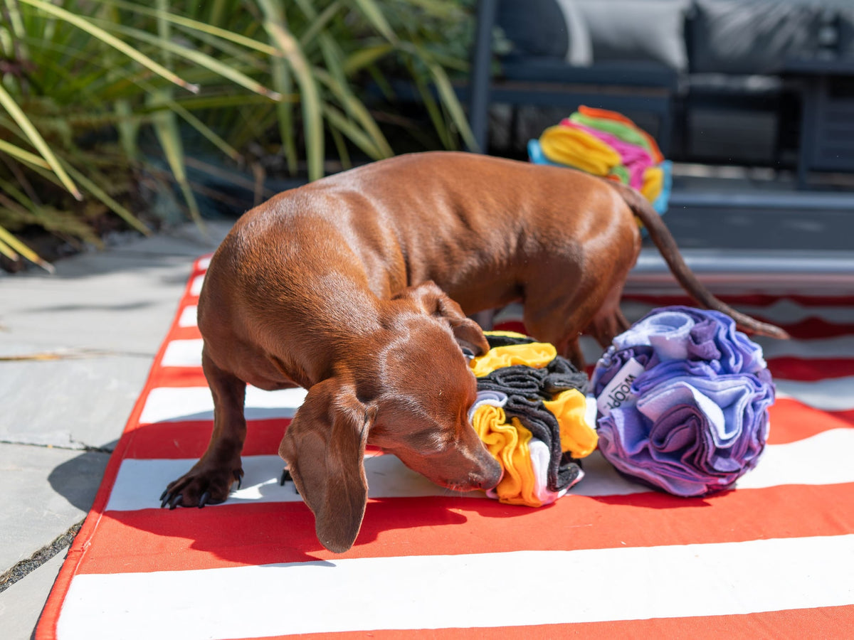 A dachshund sniffing out food in snuffle balls on a striped mat