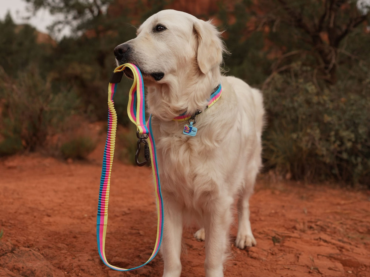 A golden retriever holding a rainbow leash in its mouth on a red-earth trail