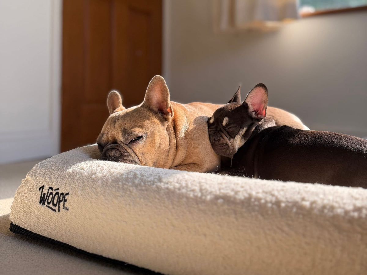 Two French Bulldogs asleep in the sun on a WOOPF orthopaedic bed