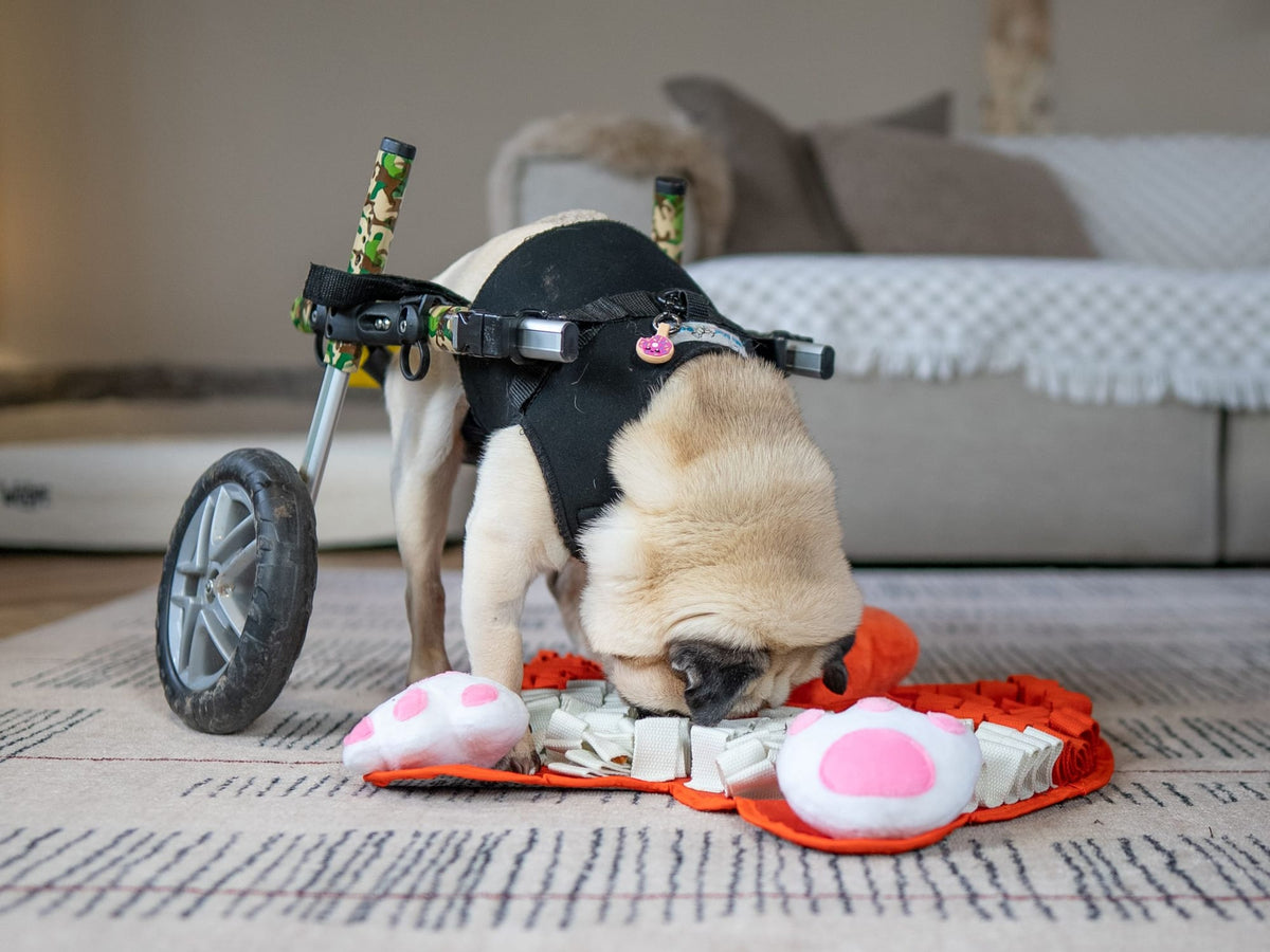 A pug in a mobility cart foraging on a snuffle mat at home