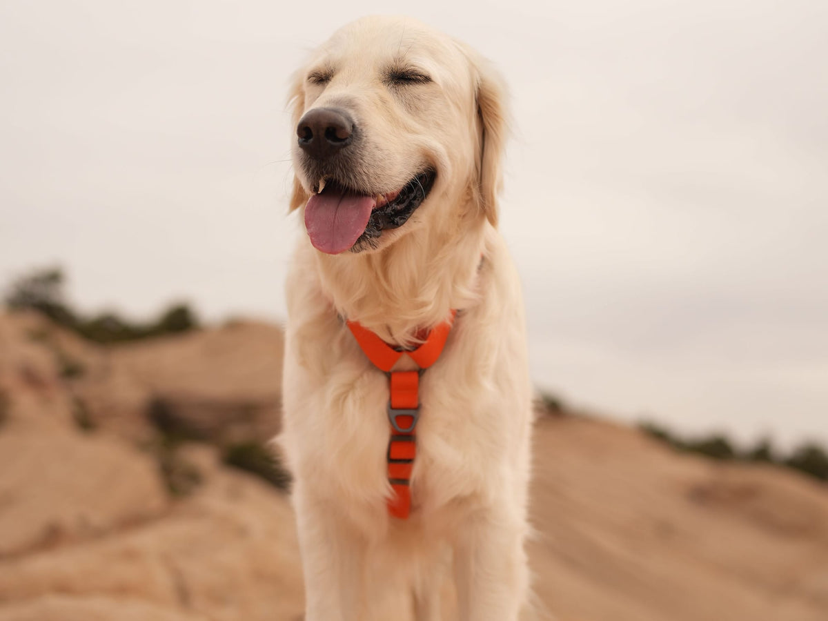 A golden retriever in an orange harness standing on a sandstone ridge