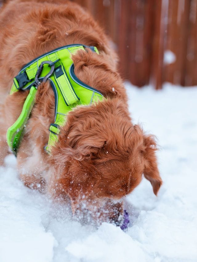 A red-coated dog in a bright green harness digging in the snow