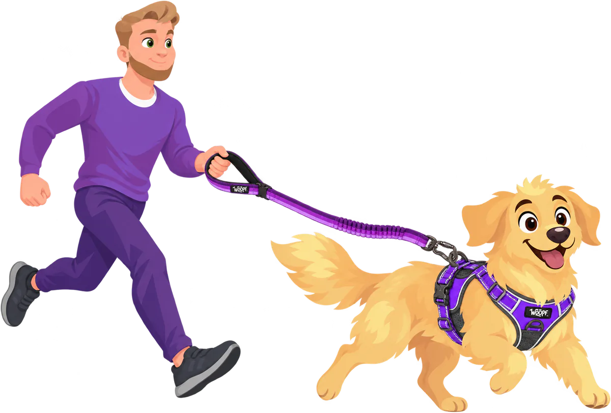A man in a purple jumper runs with a golden retriever in a purple WOOPF™ harness, holding the padded handle of a purple Explorer Bungee Leash as its bungee section stretches between them.