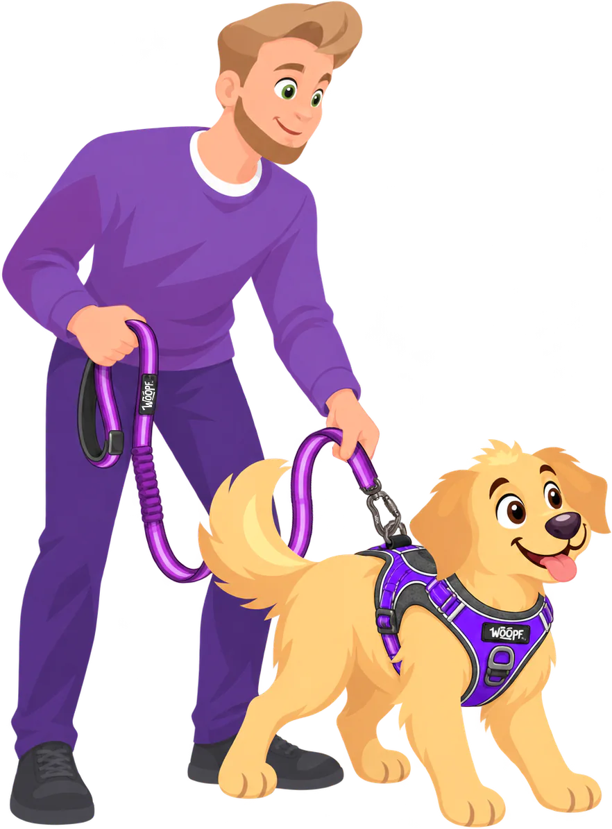 A man in a purple jumper holds the padded handle of a purple Explorer Bungee Leash in one hand and the traffic handle just above the clip in the other, keeping a golden retriever in a purple WOOPF™ harness close at his side.