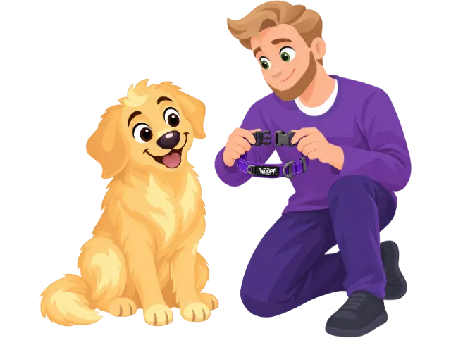 A man in a purple jumper kneels beside a sitting golden retriever puppy and looks over a purple WOOPF™ collar, its buckle open in his hands.