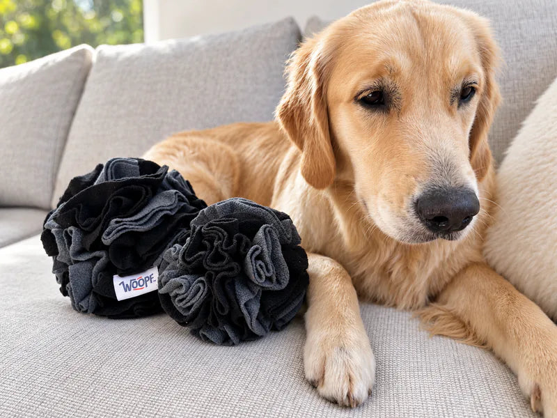 Black Snuffle Balls in both sizes beside a golden retriever on a sofa