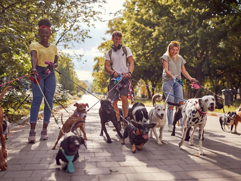 Three dog walkers on a tree-lined path with a pack of dogs on leads